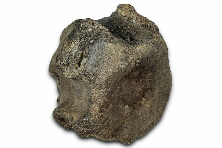 Jurassic Fossil Pliosaur (Liopleurodon) Vertebra - England #352094